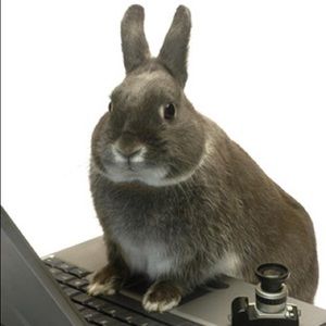 Meet your Posher, Maya